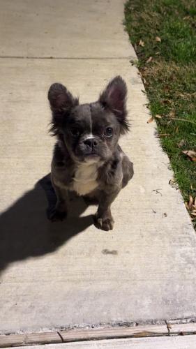 Lost Male Dog last seen Mayfield and New York, Arlington, TX 76014