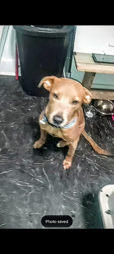 Lost Male Dog last seen Brawner parkway , Corpus Christi, TX 78415