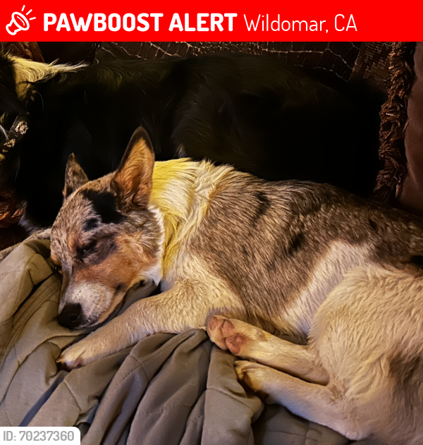 Lost Female Dog last seen Salida Del Sol & Clinton Keith, Wildomar, CA 92595