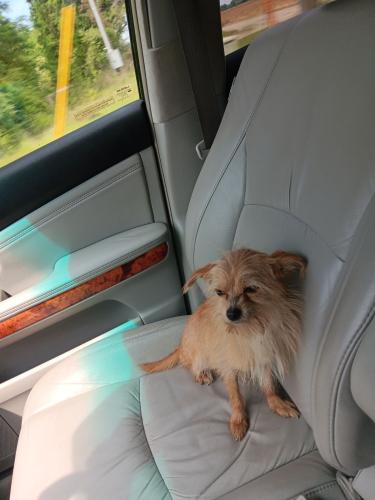 Lost Male Dog last seen E old Marion HWY florence sc , Florence, SC 29501