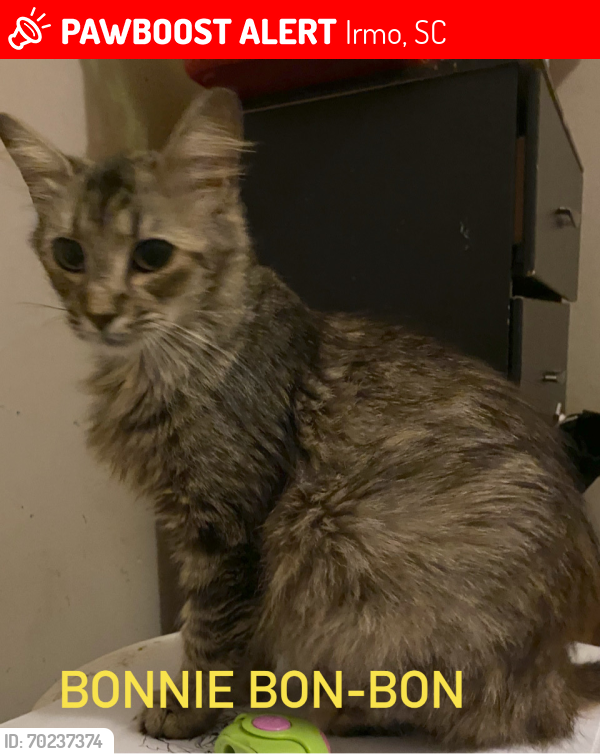 Lost Female Cat last seen   Hollingshed Rd and Dutch dr , Irmo, SC 29063