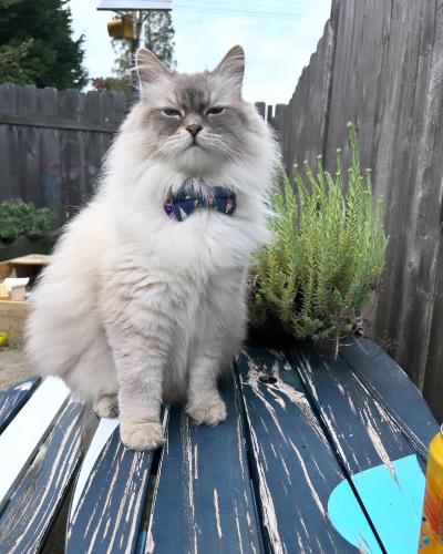 Lost Male Cat last seen 52nd Ave SW and Genesee , Seattle, WA 98116