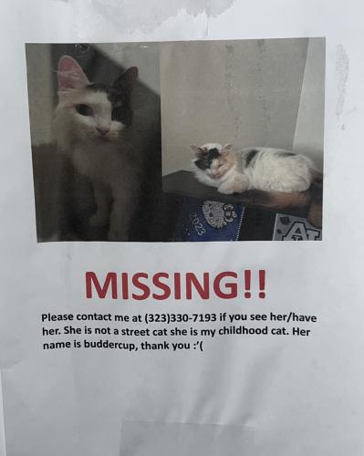 Lost Female Cat last seen 19th and Beryl , Rancho Cucamonga, CA 91701