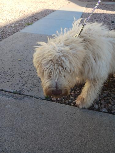Lost Male Dog last seen Alma school and rio Salado parkway , Mesa, AZ 85201
