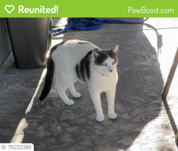 Reunited Male Cat last seen Knollpark Circle, Antioch, California , Antioch, CA 94531