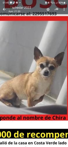 Lost Male Dog last seen Boulevard Manuel Avila Camacho, Veracruz, Ver. 94294