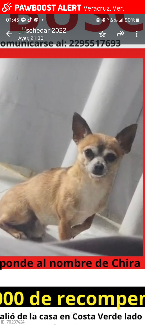 Lost Male Dog last seen Boulevard Manuel Avila Camacho, Veracruz, Ver. 94294