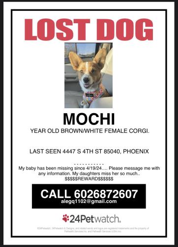 Lost Female Dog last seen Near s 4th st, Phoenix, AZ 85040