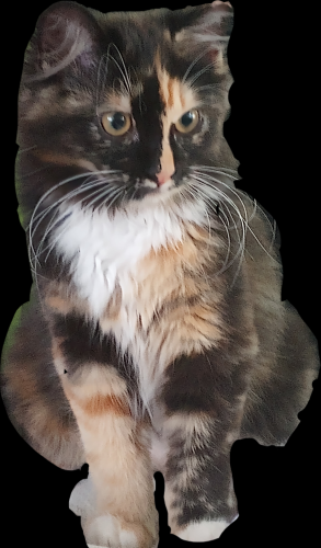 Lost Female Cat last seen Knuckles Crossing, Austin, TX 78744