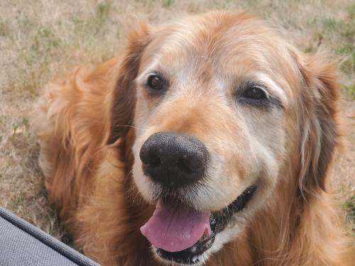 Lost Male Dog last seen Airport park, martha lake, Snohomish County, WA 98012
