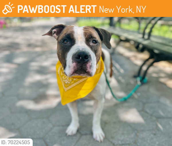 Shelter Stray Female Dog last seen E 135th Street, BRONX, NY, 10454, New York, NY 10029