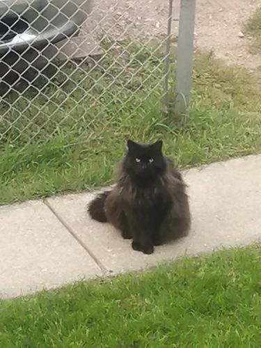 Lost Male Cat last seen 36st and 117 Ave northeast Edmonton , Edmonton, AB T5W 0X8