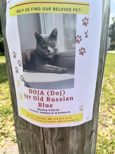 Lost Unknown Cat last seen Verbena dr & Kalmia Dr, Orlando, FL 32807