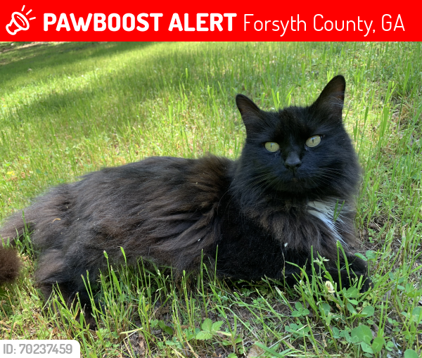 Lost Female Cat last seen Ashley Oaks Dr, Forsyth County, GA 30028