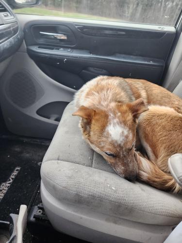 Lost Male Dog last seen Highway 53 North of Bloomer, Bloomer, WI 54724