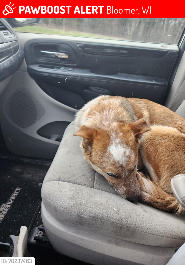 Lost Male Dog last seen Highway 53 North of Bloomer, Bloomer, WI 54724