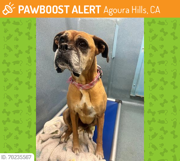 Shelter Stray Female Dog last seen , Agoura Hills, CA 91301