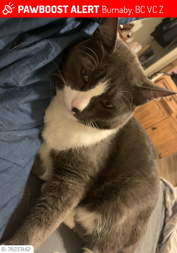 Lost Male Cat last seen Douglas and Charles, Burnaby, BC V5C 4Z8