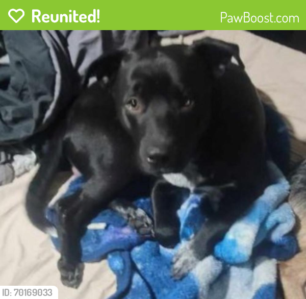 Reunited Male Dog last seen Charity Lane and Loveless in Hazel Green, Madison County, AL 35750