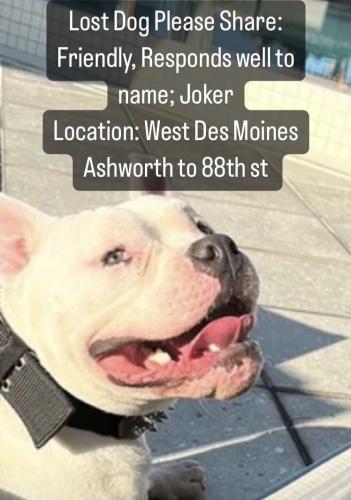 Lost Male Dog last seen Ashworth and Westown Pkwy , West Des Moines, IA 50266