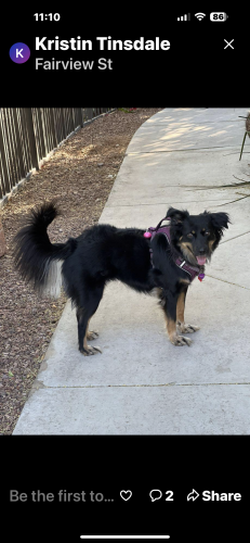 Lost Female Dog last seen Greenfield and Fry, Gilbert, AZ 85295