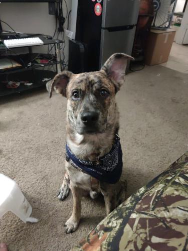 Lost Male Dog last seen 33rd Ave and Bell Rd , Phoenix, AZ 85053