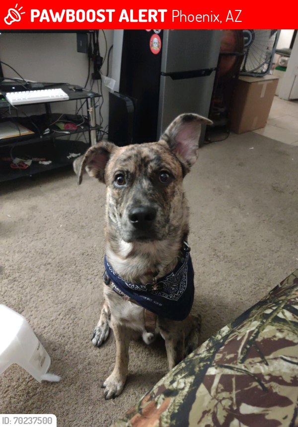 Lost Male Dog last seen 33rd Ave and Bell Rd , Phoenix, AZ 85053