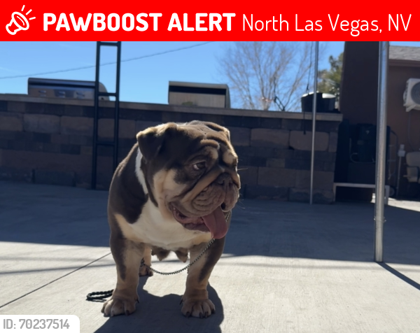 Lost Female Dog last seen Craig and revere north Las Vegas , North Las Vegas, NV 89032