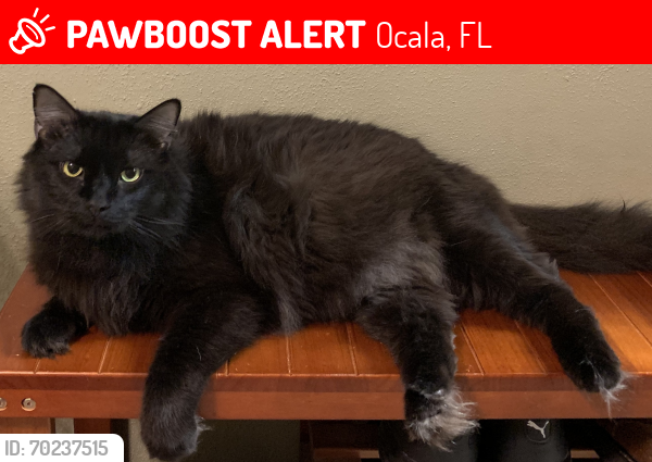 Lost Male Cat last seen 11th Avenue and 9th street, Ocala, FL 34470