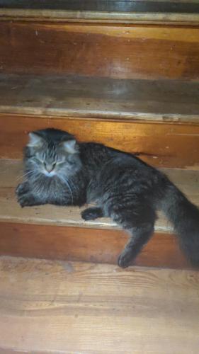 Lost Male Cat last seen Mason St and north baired by the Walgreens , Green Bay, WI 54302