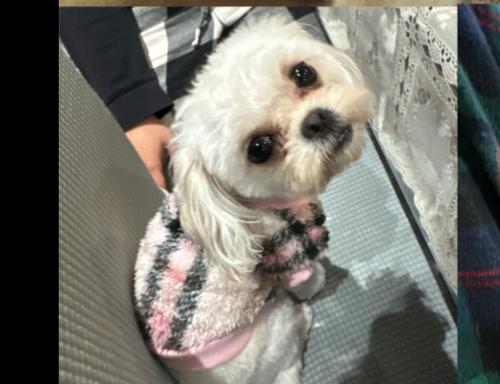 Lost Female Dog last seen Springfield Blvd and 111th ave, Queens, NY 11429