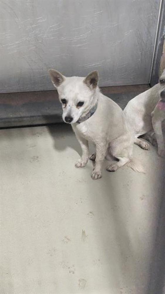 Shelter Stray Male Dog last seen Near BLOCK ELK ST, TUPMAN CA 93276, Bakersfield, CA 93308