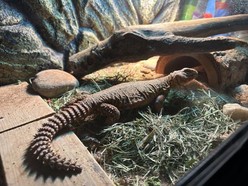 Lost Male Reptile last seen Emily Hill, Hollywood, FL 33021