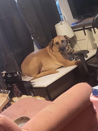Lost Male Dog last seen Catherine Street york PA 17408, West Manchester Township, PA 17408