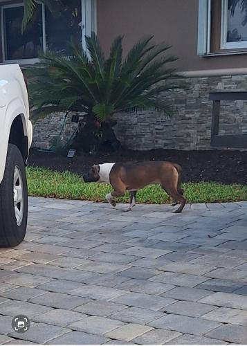 Lost Female Dog last seen 7157-7087 SW 147 th Ave, Miami, FL 33193