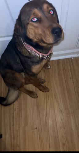 Lost Female Dog last seen Hallsferry and chambers , St. Louis, MO 63136