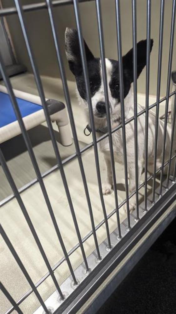 Shelter Stray Female Dog last seen Near BLOCK ELK ST, TUPMAN CA 93276, Bakersfield, CA 93308