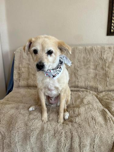 Lost Male Dog last seen Third Ave , Victorville, CA 92395