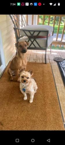 Lost Male Dog last seen Banister rd, Kansas City, MO 64137