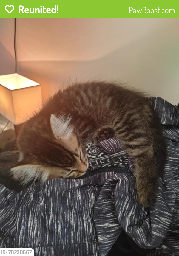 Reunited Male Cat last seen 201A Street & 52 Ave, Langley, BC V3A 6R7