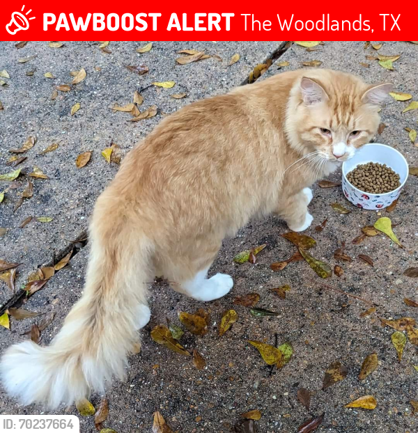 Lost Male Cat last seen Tall Sky Place, The Woodlands, TX, The Woodlands, TX 77381