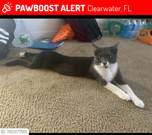 Lost Male Cat last seen N Myrtle Ave & Seminole St , Clearwater, FL 33755