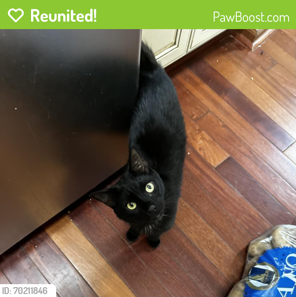 Reunited Male Cat last seen NW 57th Terrace and Crooked Rd, Parkville, MO, Parkville, MO 64152