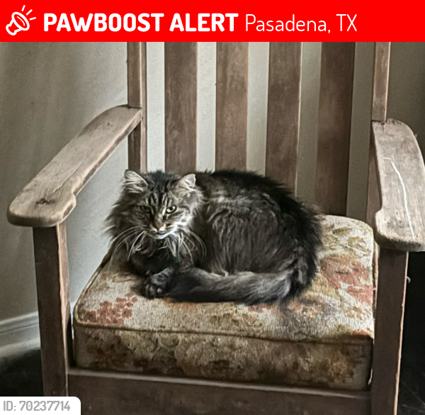 Lost Female Cat last seen Van Buren Cir and Pasadena Blvd, Pasadena, TX 77502