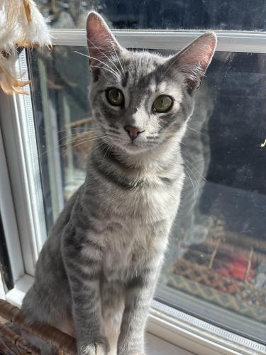 Lost Female Cat last seen Palms and Walgrove, Los Angeles, CA 90291
