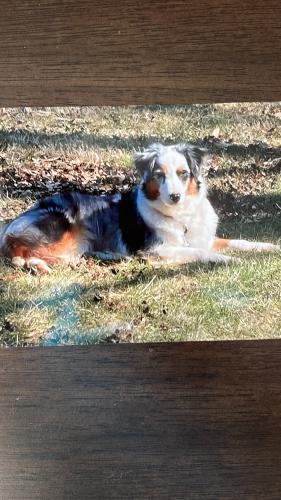 Lost Female Dog last seen Northbend Road and Sprucewood dr near LaSalle Highschool, Monfort Heights, OH 45239