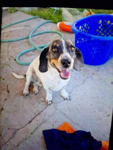 Lost Male Dog last seen Sacramento, Las Vegas, NV 89110