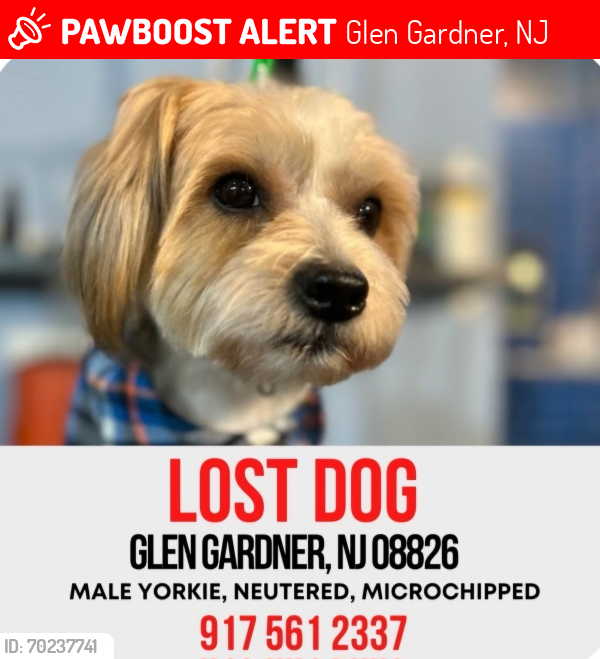 Lost Male Dog last seen Rt31, Glen Gardner, NJ 08826
