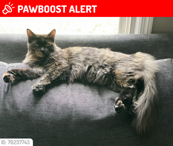 Lost Female Cat last seen Near Macafee Rd, Franklin Township, NJ 08873