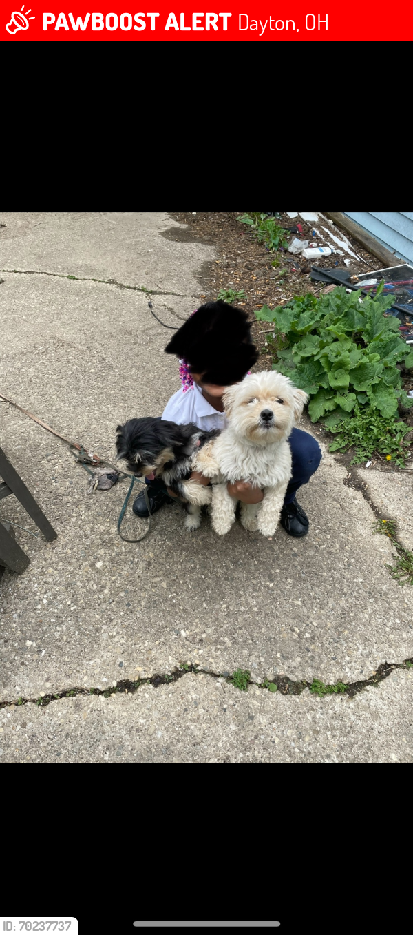 Lost Female Dog last seen E. 4th st and Jersey , Dayton, OH 45402